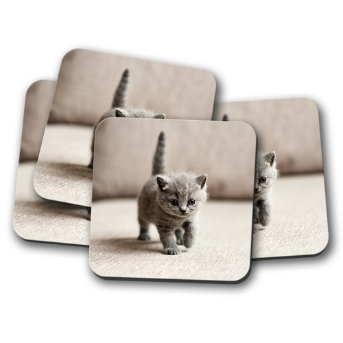Set british shorthair - 4,