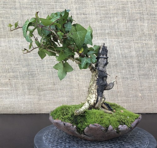 English ivy bonsai tree - english,