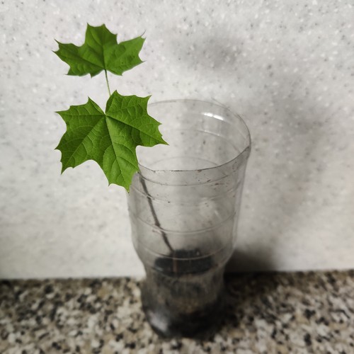 Norway maple tree - norway, seedling