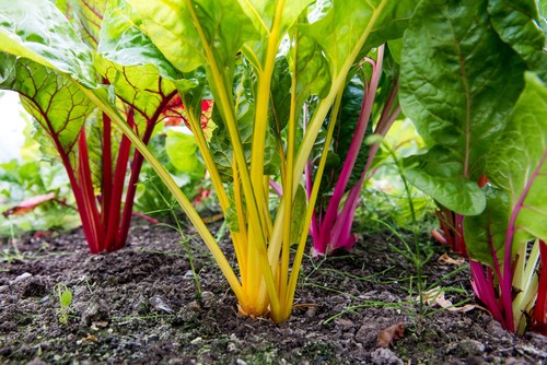 Swiss chard rainbow mix - chard,