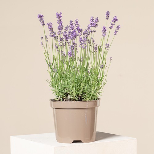 Lavender angustifolia herb - 1x,