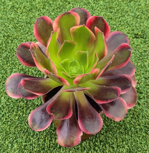 Aeonium superbang large 9cm - aeonium, 'superbang