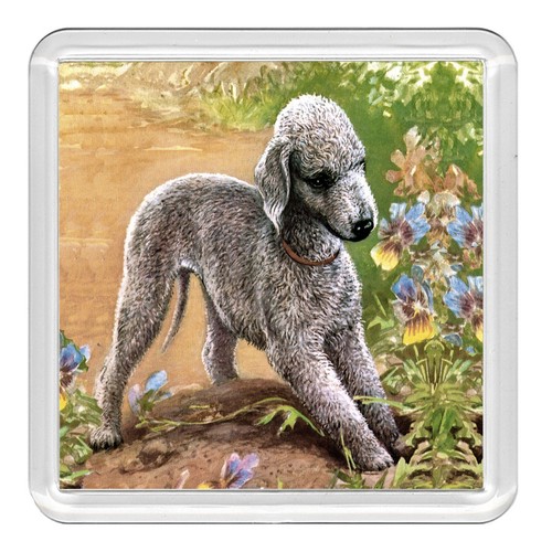 Bedlington terrier dog acrylic - dog,
