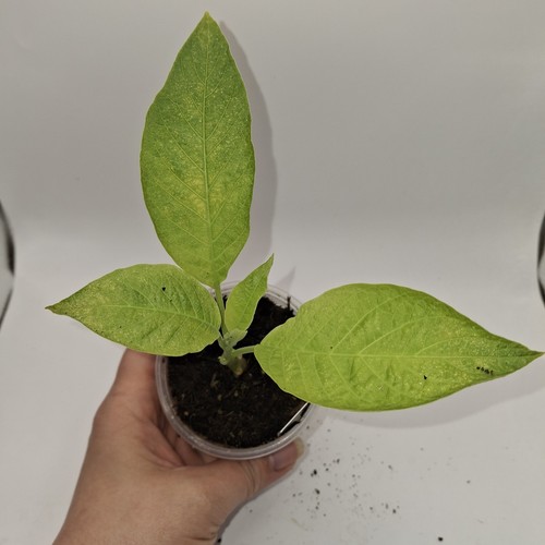 White brugmansia fast - brugmansia,