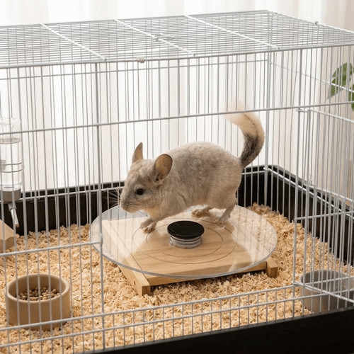 Hamster running wheel glass - hamster,