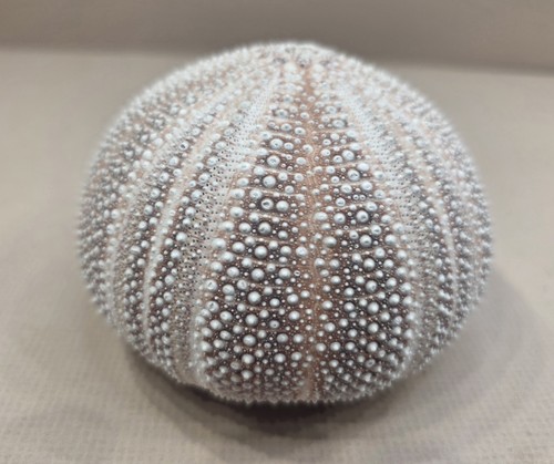Large sea urchin shell 7cm - 1,