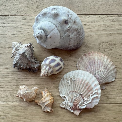 Vintage sea shell collection - sea,