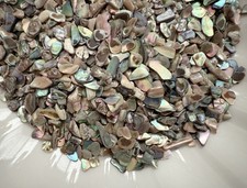 Natural Paua Abalone Shell