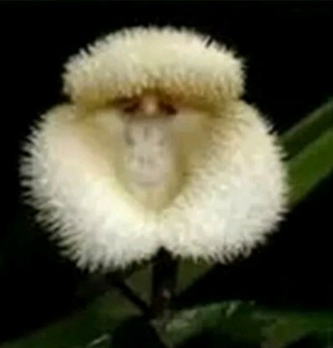 Rare pcs seeds monkey - pcs, face