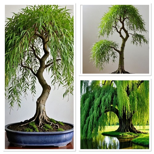 Golden weeping willow - weeping, ideal