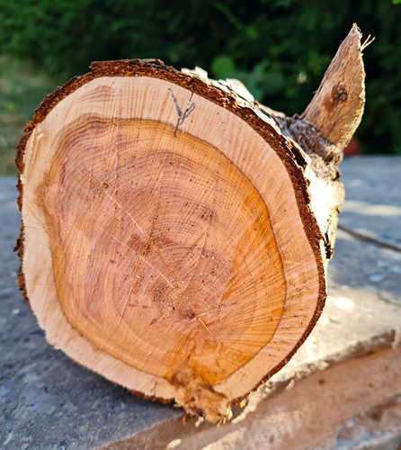 Yew log untreated - yew,