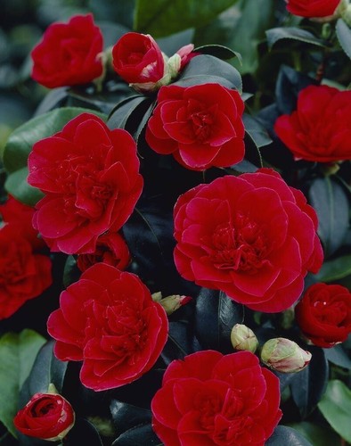 Camellia lady campbell - camellia,