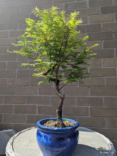 Twisted trunk dawn redwood - trunk,