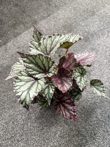 Begonia drew drop - begonia,