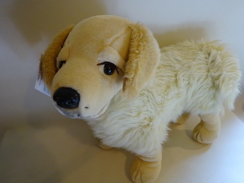 Golden retriever puppy dog - retriever,