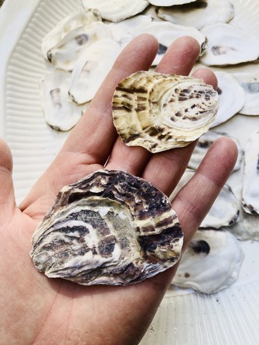 Oyster shells lids tops - x,