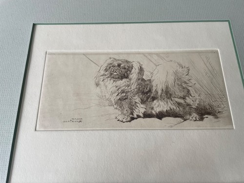 Vintage etching pekingese dog - etching,