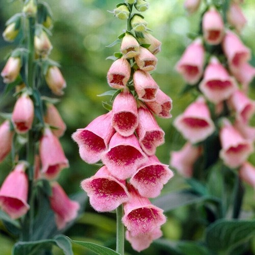 Digitalis mertonensis summer - digitalis,