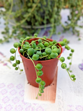 Senecio Rowleyanus String Of