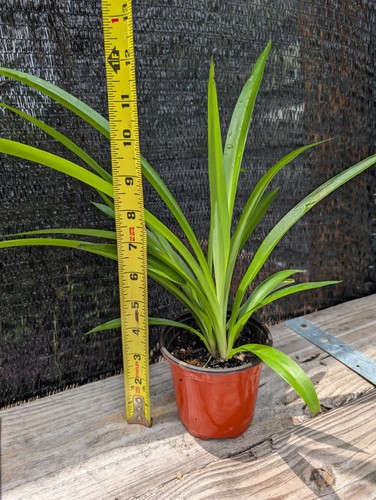 Shamrock spider plant - spider,