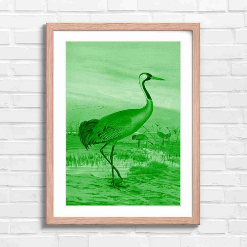Elegant red crowned crane - elegant,
