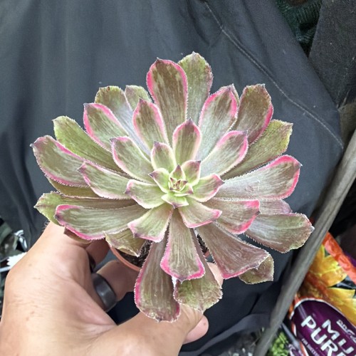 Aeonium purple glow variegated - purple,
