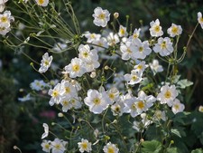 3 x HUGE White Japanese