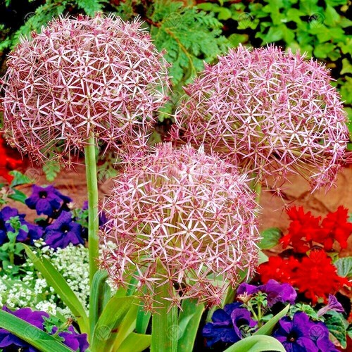 Allium christophii giant - -,