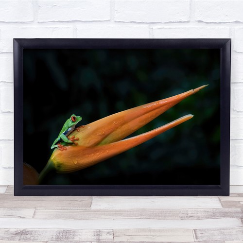 Red eye frog flower - red,