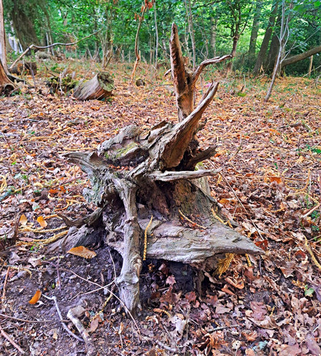 Natural brown wood - natural, tree