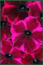 PETUNIA CRAZYTUNIA x12 "Cosmic