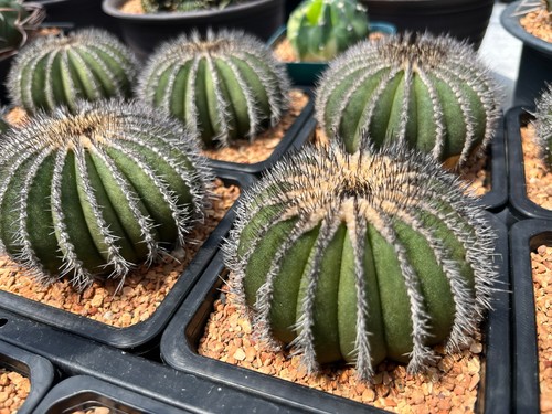Cactus uebelmannia - cactus-,