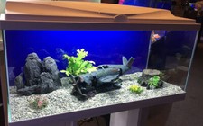**BRAND NEW** LARGE Fish Tank