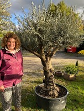1 x Olive Tree extra large (olea europea) gnarled ,evergreen