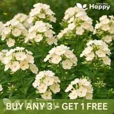 Drummond's Phlox Isabellina -