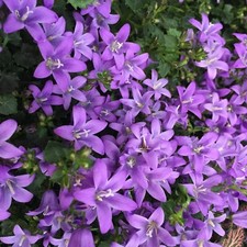 Campanula Porto (Bell-Flowers)