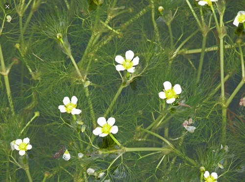 Bunche water crowfoot with - bunche,