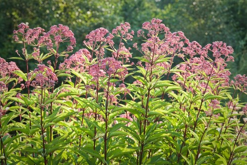 Joe pye weed seeds - pye,
