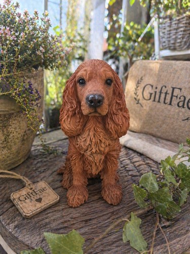 Golden red cocker spaniel dog - golden,