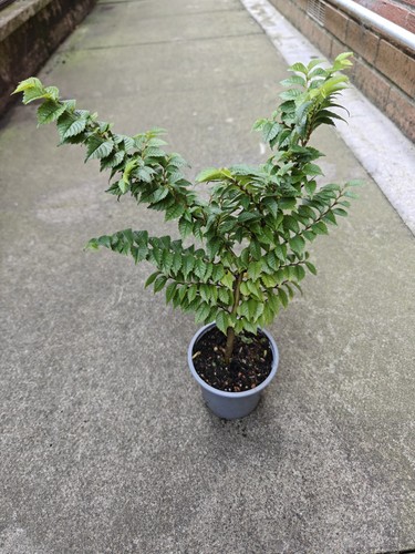Ulmus hollandica jacqueline - ulmus, 'jacqueline