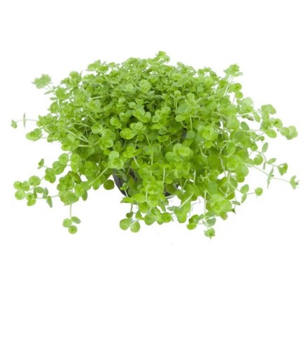 Micranthemum umbrosum aquarium - micranthemum,