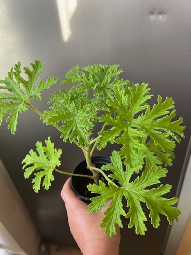 Lemon scented geranium - lemon,