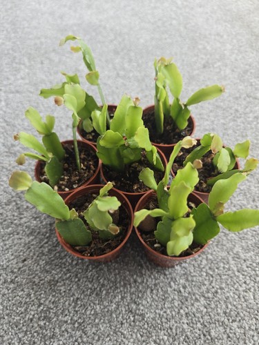 Christmas cactus rooted - christmas,