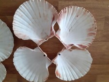 Scallop Shells Washed White