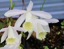 Pleione Glacier  Peak Bulb