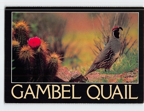 Postcard gambel quail - postcard,