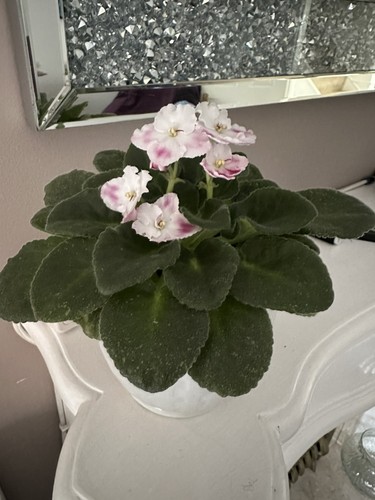 African violet cutting pack - african,