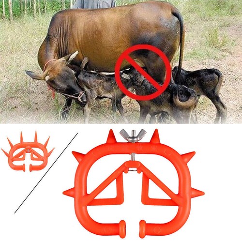 Calving weaning feeding calf - weaning,