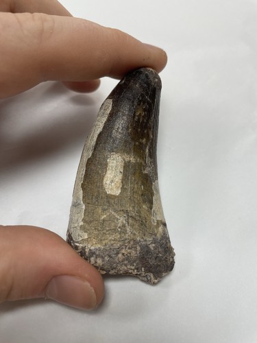 Giant sarcosuchus tooth - giant,