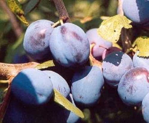 Prunus damson merryweather - damson,